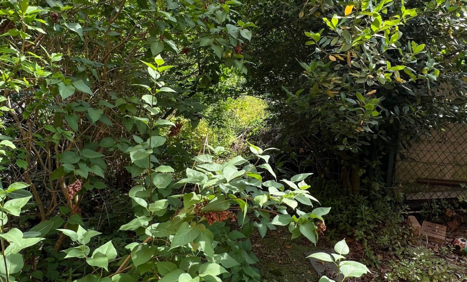 jardin